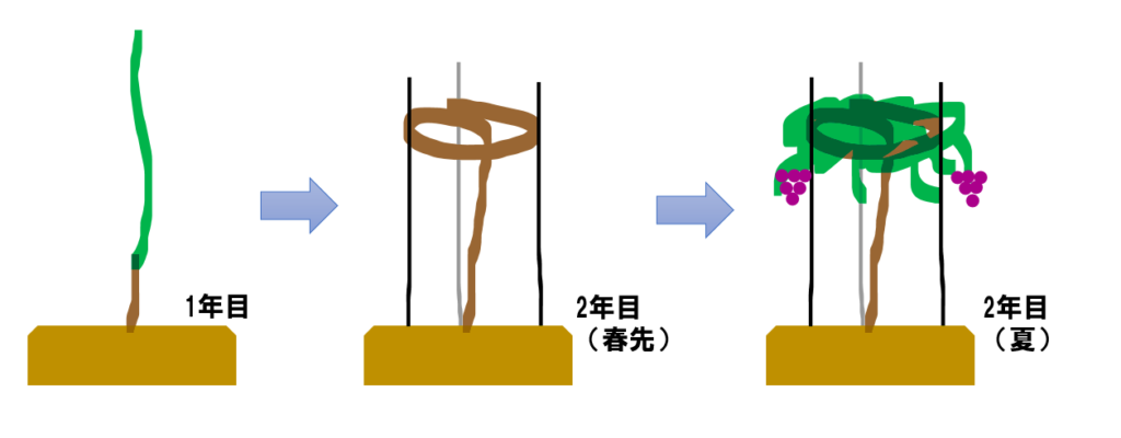 鉢植えブドウ 植え付け1年目 あんどん仕立て 仕立て方 やくも果樹研究所