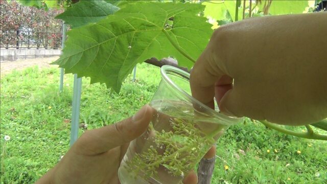 ブドウの生理障害 マグネシウム Mg 欠乏 やくも果樹研究所