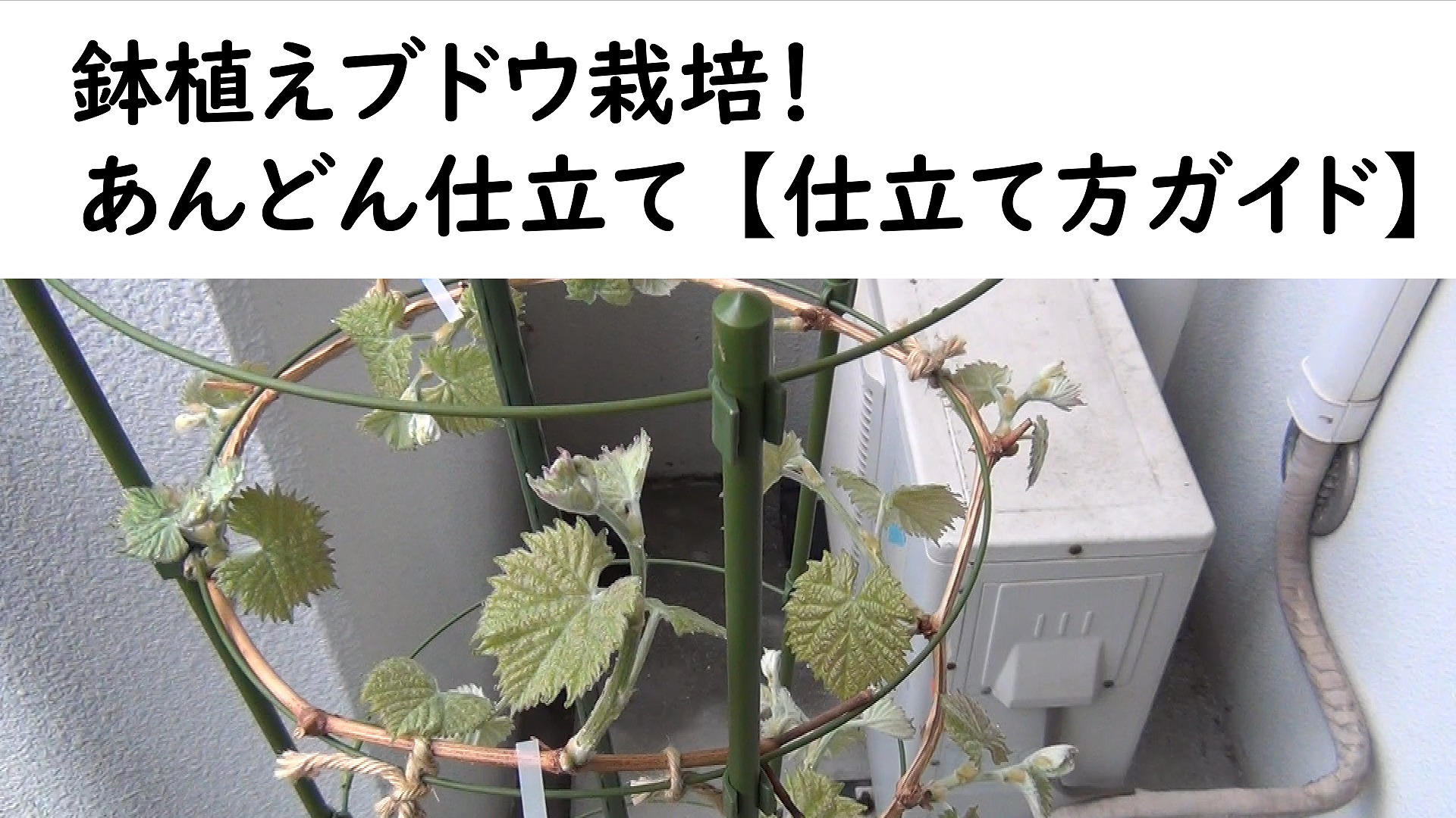 鉢植えブドウ栽培　あんどん仕立て【仕立て方ガイド】