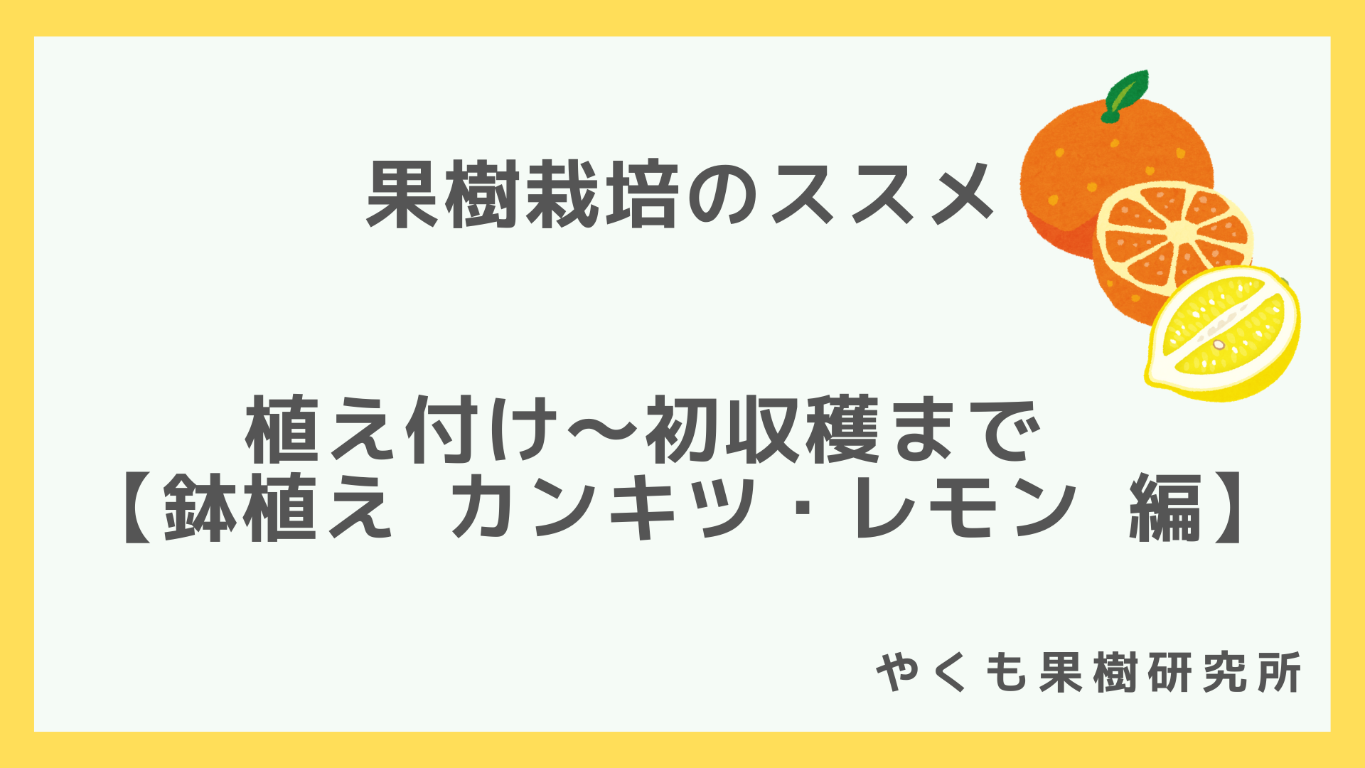 鉢植えカンキツ レモン 植え付け 初収穫まで編 やくも果樹研究所