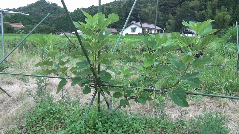 果樹栽培のススメ どんな形にする 仕立て方編 やくも果樹研究所