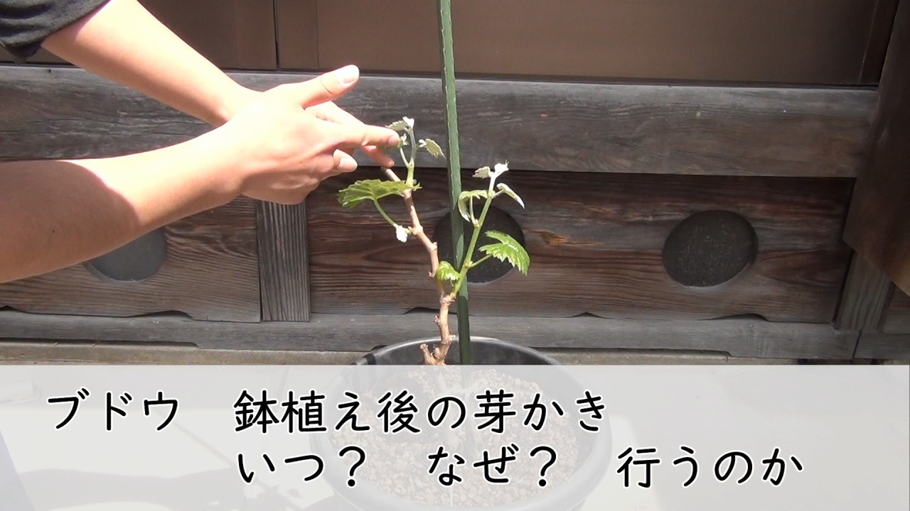 鉢植えブドウ あんどん仕立て 発芽後の芽かき やくも果樹研究所