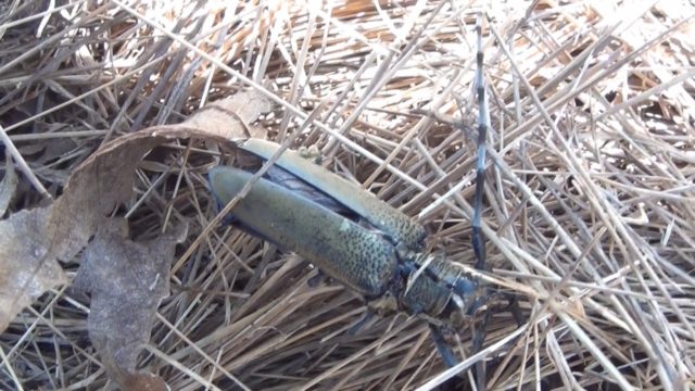 イチジク 気を付けたい害虫 カミキリムシ やくも果樹研究所