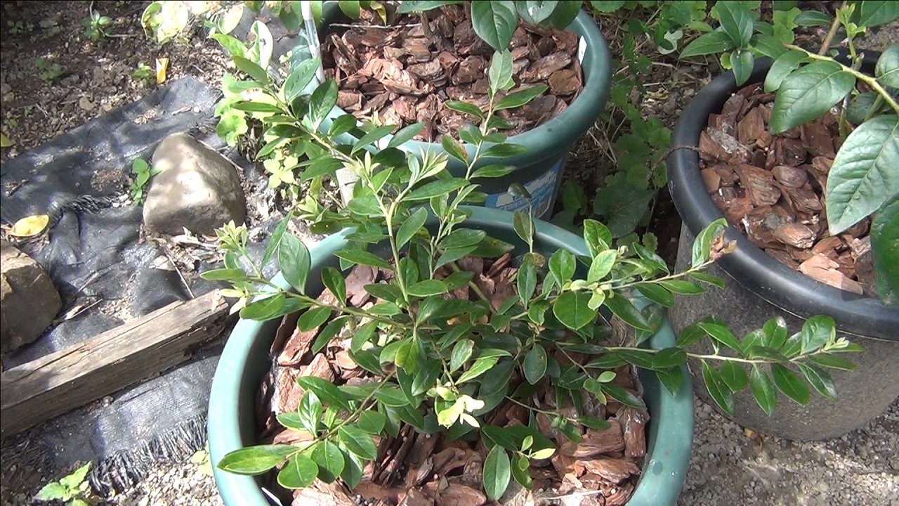 鉢植えブルーベリー 植え付け1年目 夏の管理 やくも果樹研究所