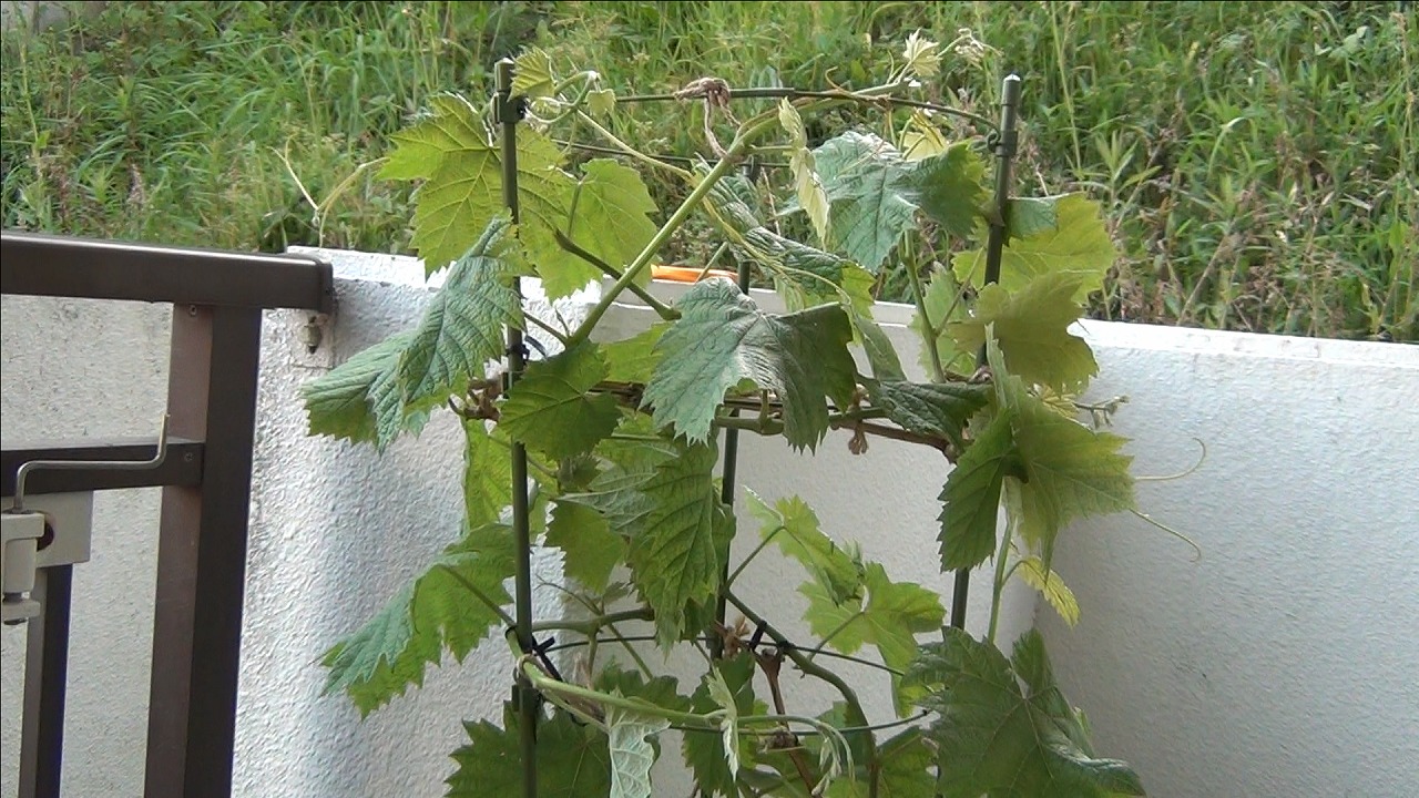 鉢植えブドウ あんどん仕立て 植え付け2年目 枝の誘引 やくも果樹研究所