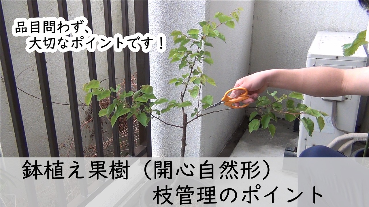 鉢植え果樹栽培 開心自然形 枝管理のポイント やくも果樹研究所