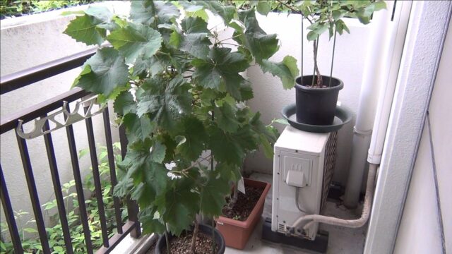 鉢植えブドウ栽培（植え付け2年目）　枝の管理～あんどん仕立て完成