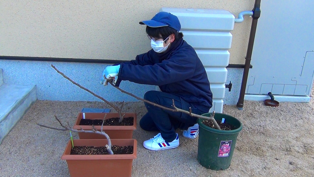 鉢植え プランターイチジク 一文字仕立て ２年目からのせん定 やくも果樹研究所