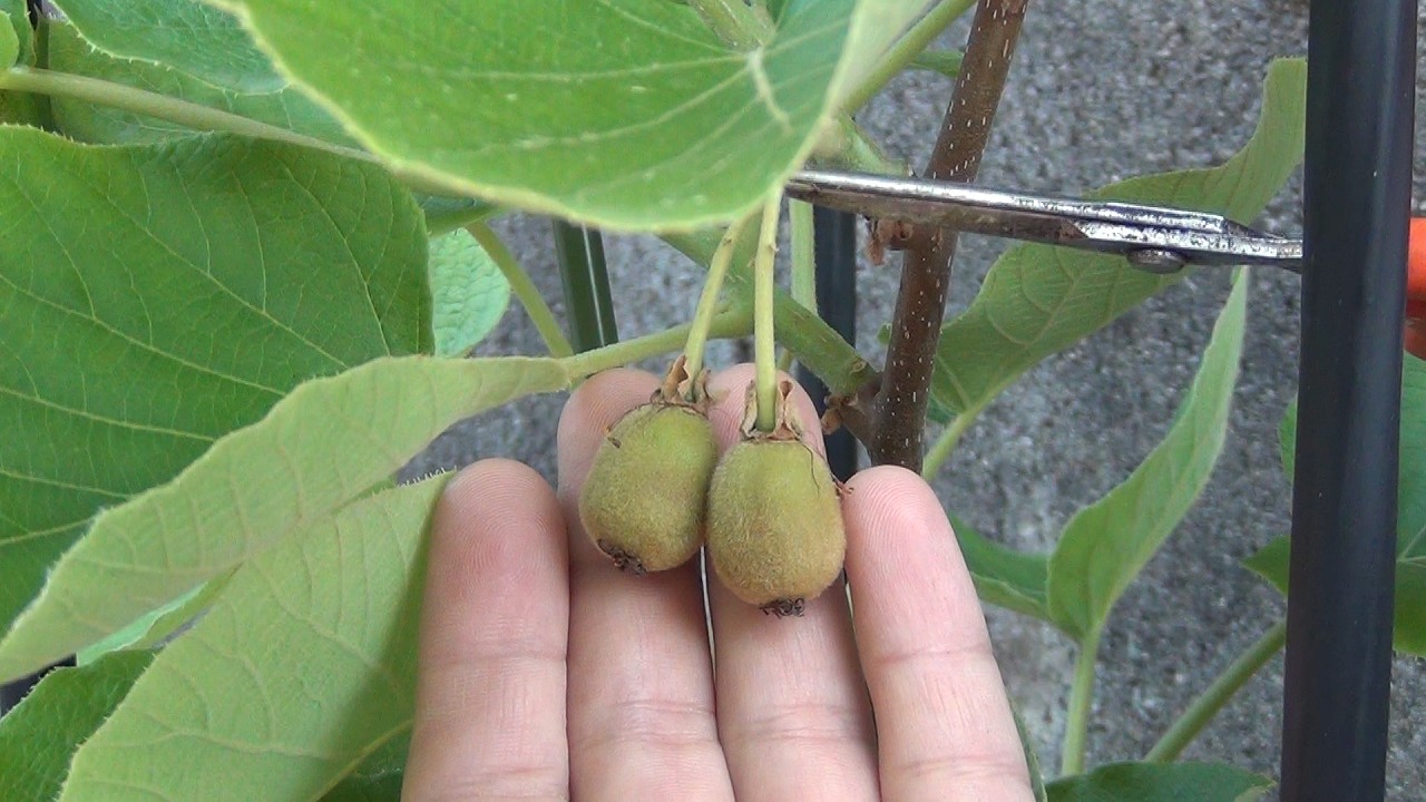 キウイ 摘果 やくも果樹研究所