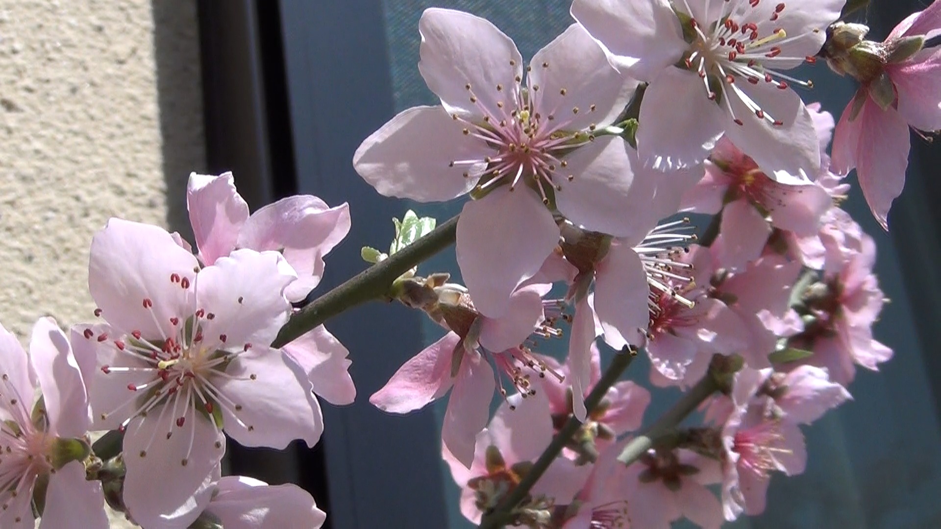 花の数を増やす剪定について
