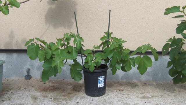 鉢植えイチジク 一文字仕立て 植え付け3年目の枝管理 やくも果樹研究所