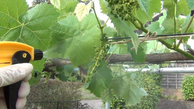 シャインマスカット栽培　ストレプトマイシン処理