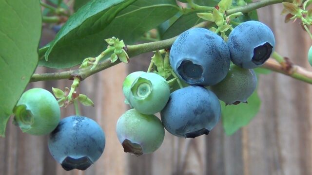 なぜブルーベリーは酸性土壌を好むのか？
