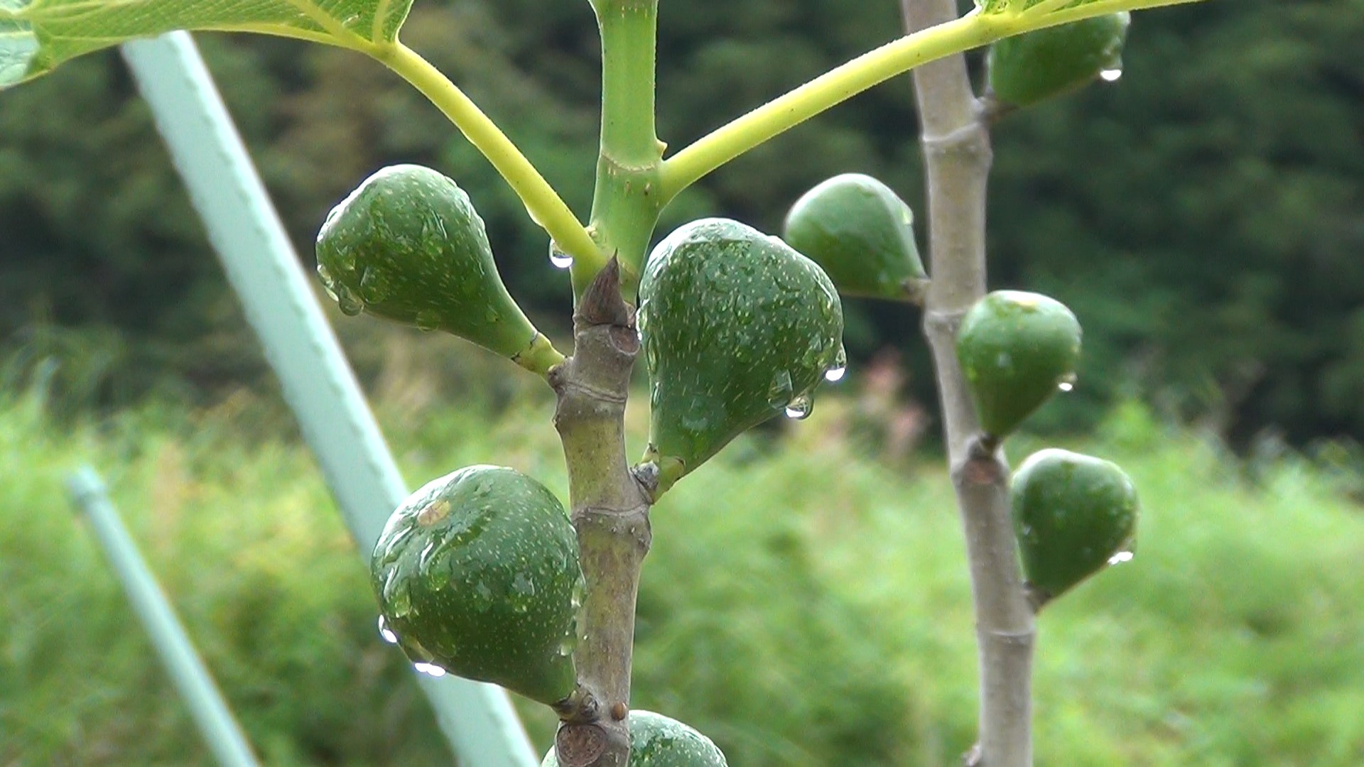 イチジク 夏果品種のススメ【夏果の付き方】｜やくも果樹研究所