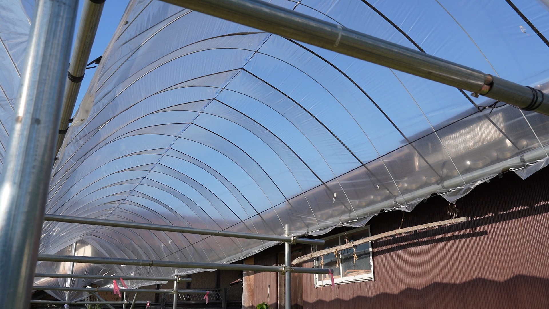 果樹棚　雨よけトンネルの作り方