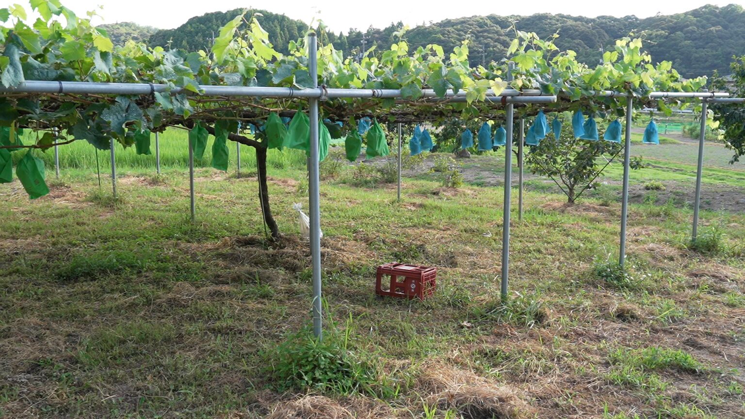お家で果樹栽培! わが家に合う果樹を選んでみよう!【品目選択ガイド】やくも果樹研究所