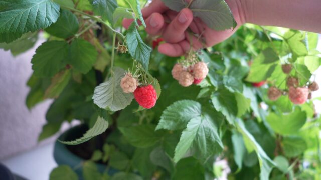 鉢植えラズベリー栽培（植え付け～初収穫）