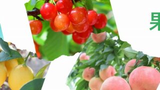 お家で果樹栽培！　どんな形にする？　仕立て方編