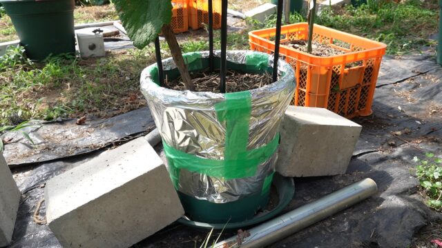鉢植え果樹栽培　夏の暑さ対策【アルミホイル】