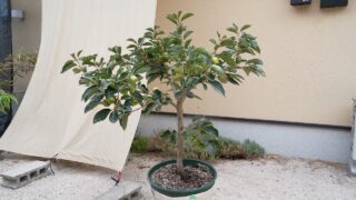 鉢植えカキ栽培　栽培ガイド