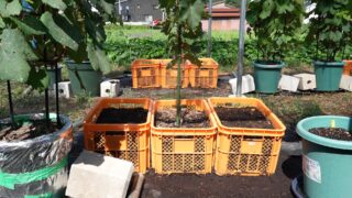 コンテナ果樹栽培のススメ