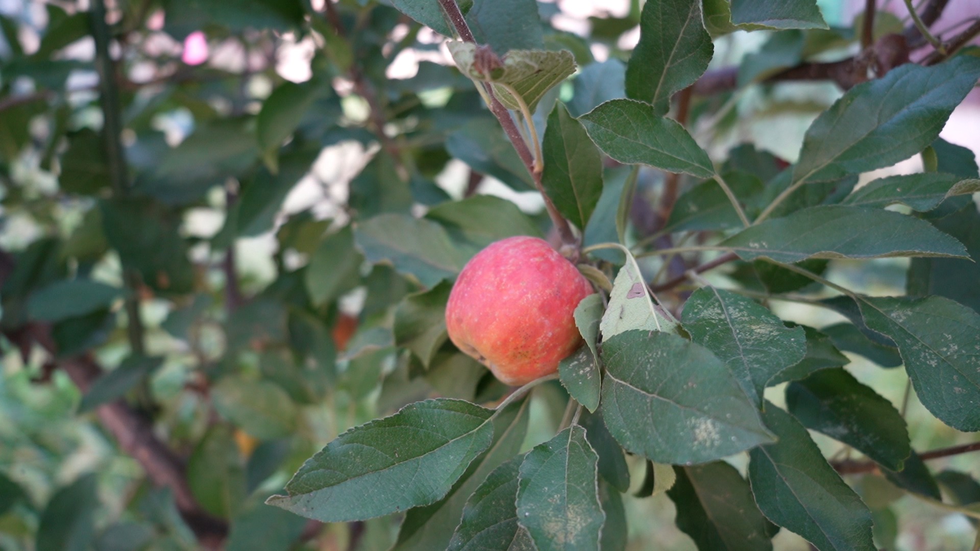 鉢植えリンゴ栽培　栽培見本（栽培のポイント）