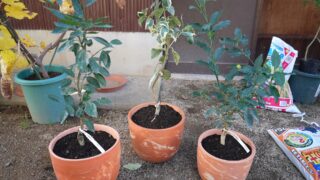 【カンキツ・レモン】秋の植え付け