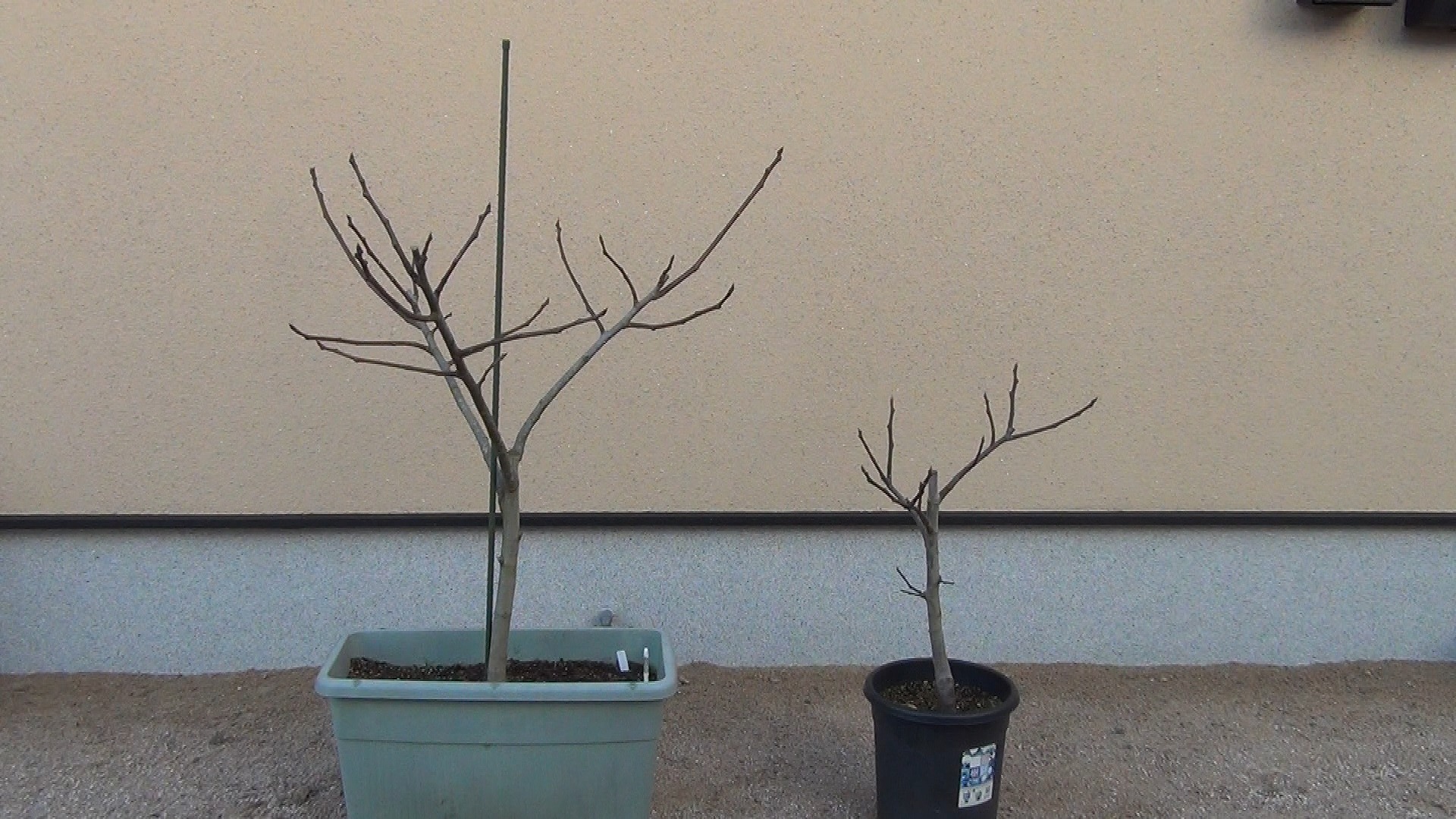 果樹栽培　木の大きさのコントロール