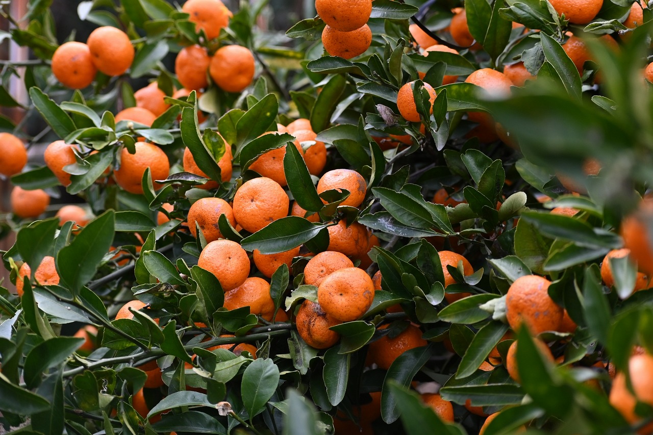 世界一小さなみかん「桜島小みかん」