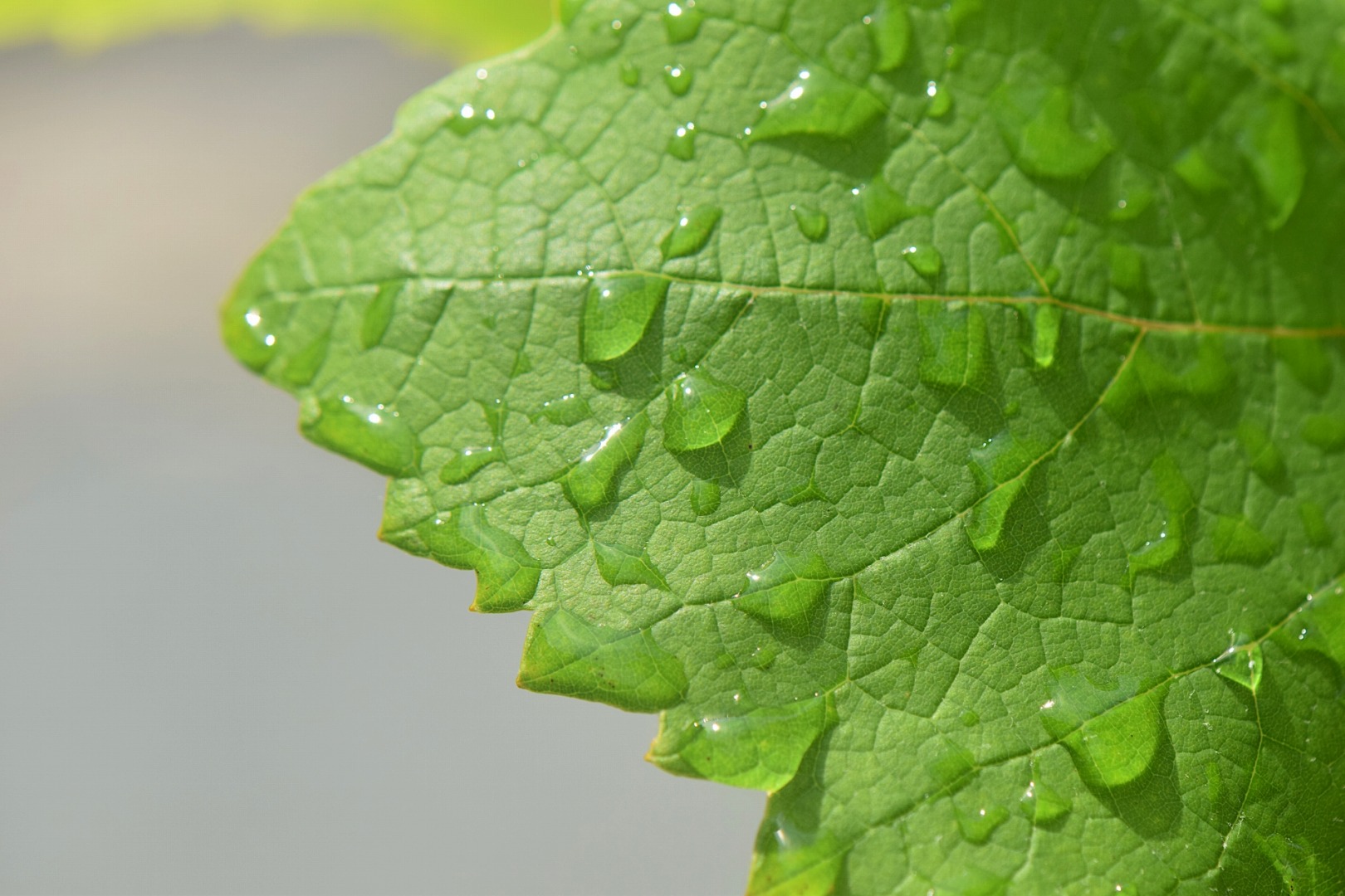 果樹栽培　病害防除の基本