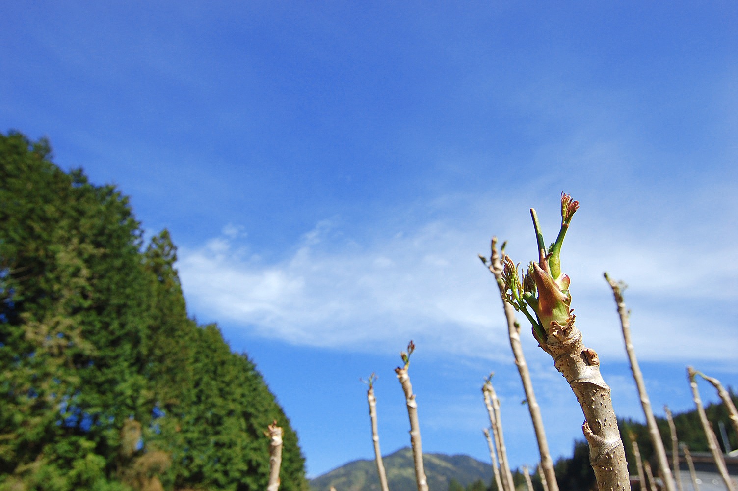 タラの芽【コンテナ栽培】