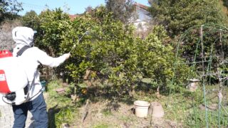 マグネシウム（苦土）不足に葉面散布