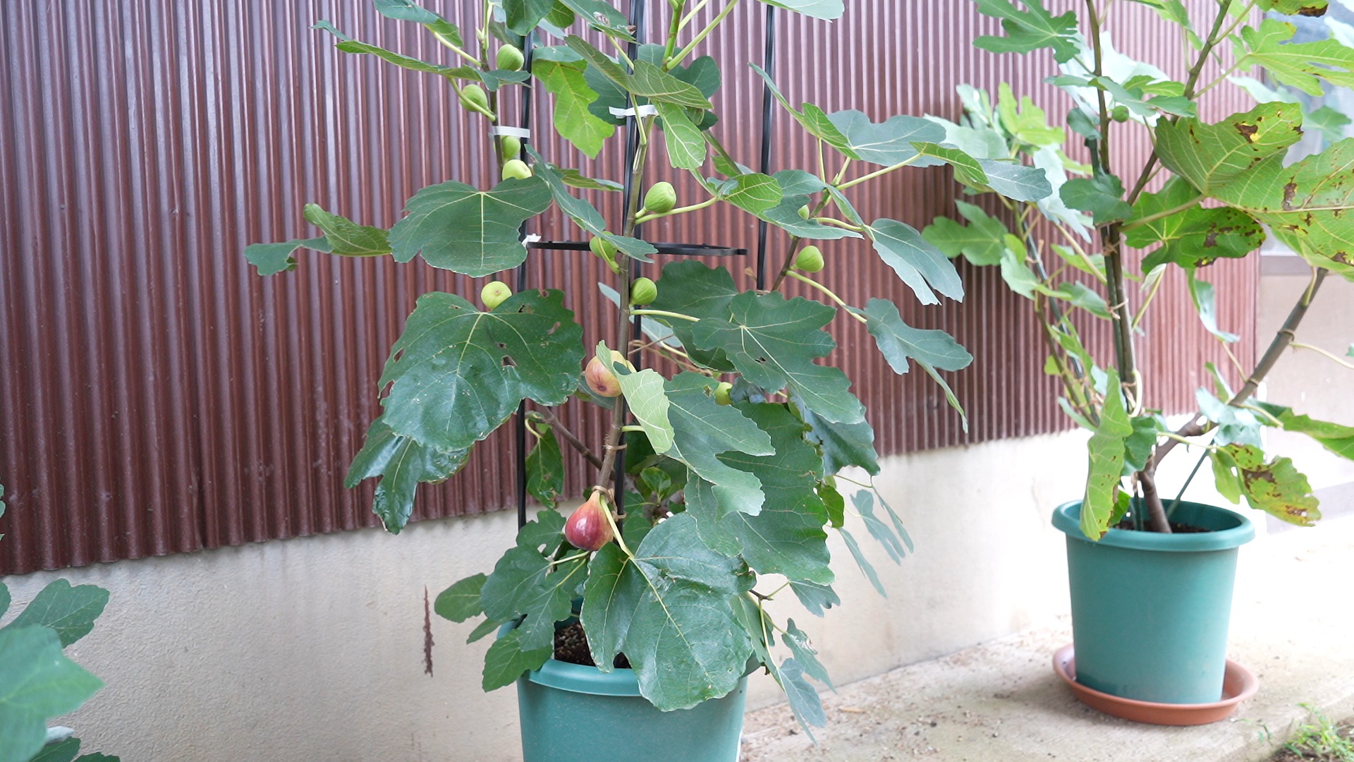 鉢植えイチジク栽培　栽培ガイド